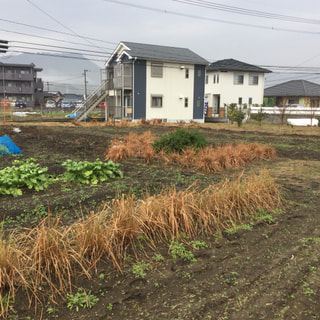 霧島市でレモングラス栽培をお願いしました。
