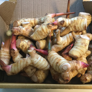 タイ在住のkangさんから、徳之島で育成するタイショウガが届きました。
