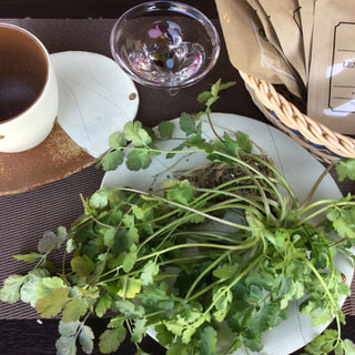 朝、取れたてのパクチーを紹介しました。