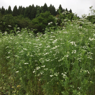 美山の畑はパクチーが大きく成長して、白い花がたくさん咲いています。