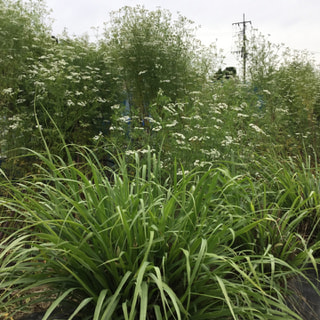 レモングラスとパクチーの花  miyama