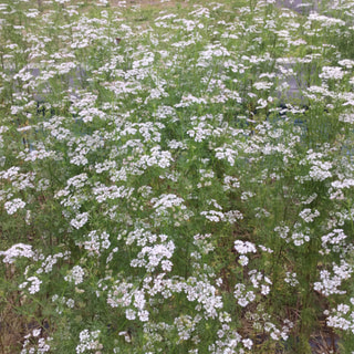 美山の畑はパクチーの白い花がたくさん咲き、青い実も出来てきています。