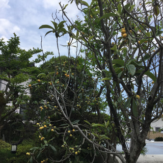 連休明け頃から、裏庭に枇杷がたくさん出来ています。