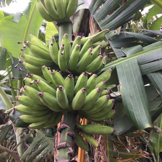 鹿児島大学の留学生にタイ料理を教わっていた時に、お皿としてバナナの葉を探していたのですが、徳之島にあったんですね。