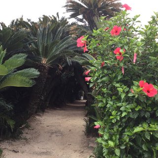 徳之島は多くの熱帯植物が自生しています。