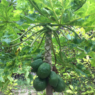 徳之島では、多くの熱帯の果物が出来ます。