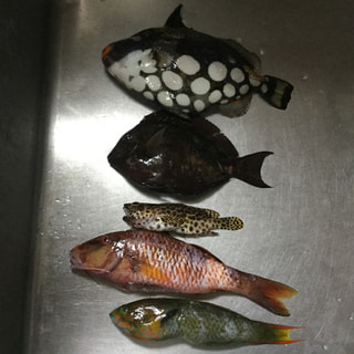 徳之島の知人が釣ったリーフフィッシュです。