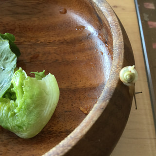 朝食のサラダから出て来た美山生まれのかたつむり🐌